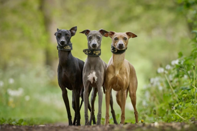 ri whippetky pózujú na prechádzke v parku